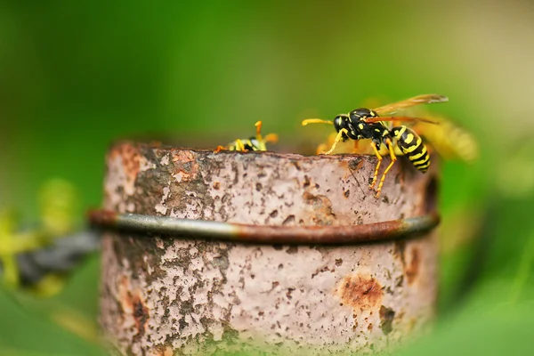 Un'ape da vicino — Foto Stock