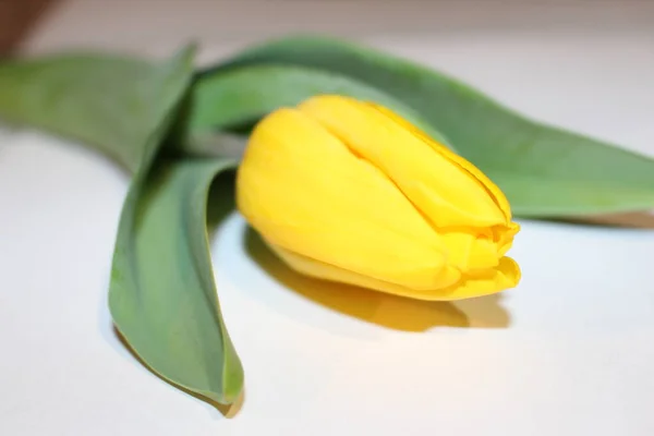 tulips, spring flowers. Mix of tulip flowers near the window