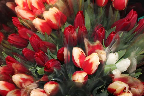 tulips, spring flowers. Mix of tulip flowers near the window