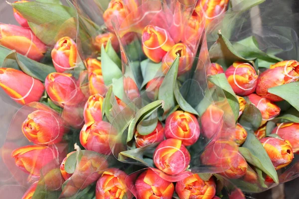 tulips, spring flowers. Mix of tulip flowers near the window