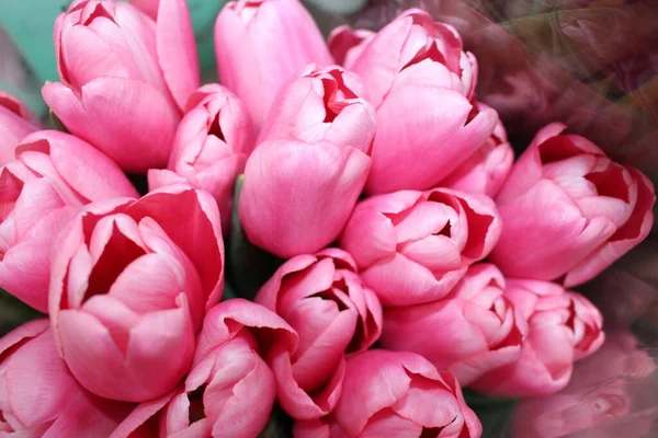 tulips, spring flowers. Mix of tulip flowers near the window