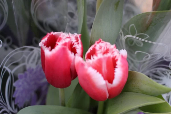 tulips, spring flowers. Mix of tulip flowers near the window