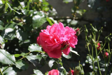 Bir yaz günü çiçekli doğal yeşil arka plan