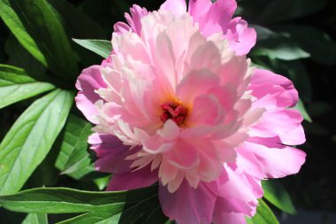 Bir yaz günü çiçekli doğal yeşil arka plan