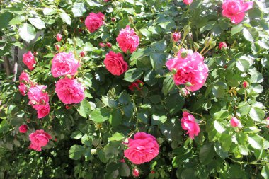 Bir yaz günü çiçekli doğal yeşil arka plan