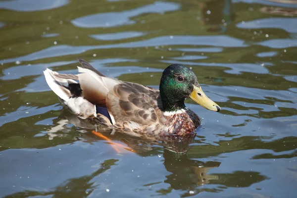 Manliga gräsand ankor — Stockfoto