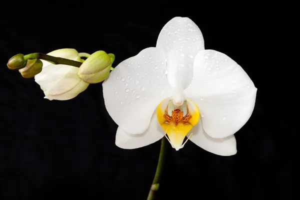 Phalaenopsis orkide çiçek