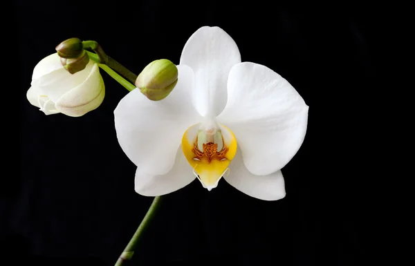 Phalaenopsis orkide çiçek
