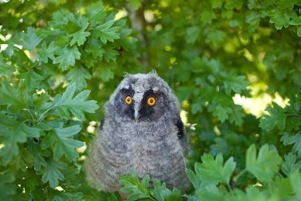Fluffy Little Chick Long Eared Owl Asio Otus Sits Tree — Stock Photo, Image