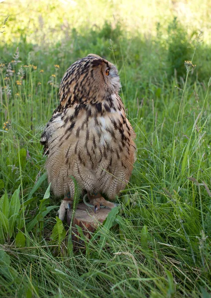成年雌鹰猫头鹰 Bubo Bubo 栖息在草地上的特写镜头 — 图库照片