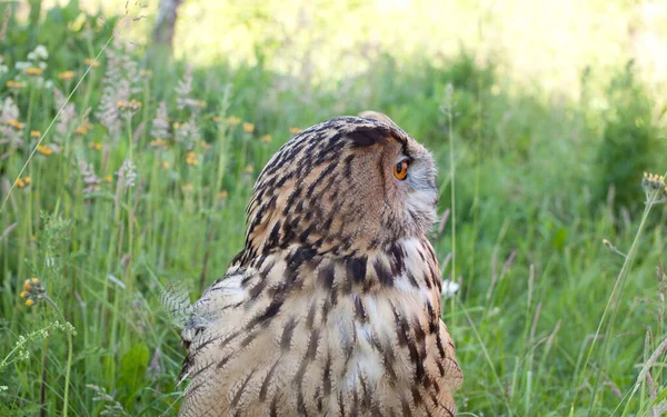 Adulto Fêmea Águia Coruja Bubo Bubo Closeup Que Senta Grama — Fotografia de Stock