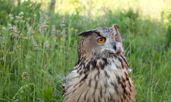 Adult Female Eagle Owl Bubo Bubo Closeup Sits Grass — Stock Photo, Image