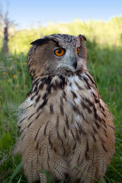 Adult Female Eagle Owl Bubo Bubo Closeup Sits Grass — Stock Photo, Image