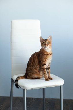  Güzel Bengal kedisi evde bir sandalyede oturuyor.