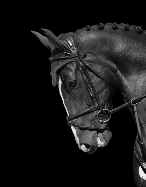 Χολστάιν άλογο — Φωτογραφία Αρχείου