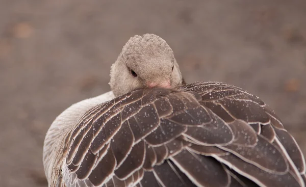 Wild grey goose — Stock Photo, Image