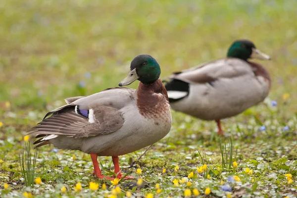 Gräsand ankor — Stockfoto