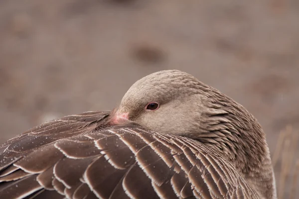 Wild grey goose — Stock Photo, Image