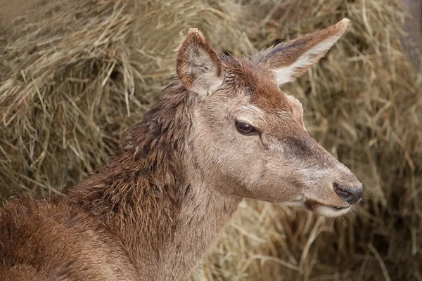 European red deer — Stock Photo, Image