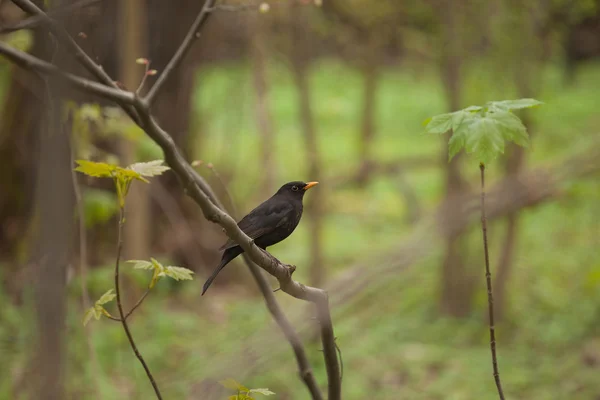 Männchen (turdus merula)) — Stockfoto