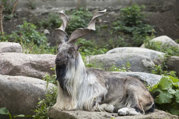 Чоловічий Туркменському markhor — стокове фото