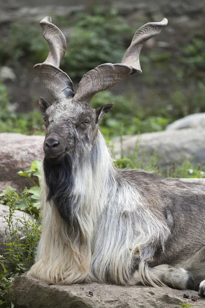 Male Turkmenian markhor — Stock Photo, Image