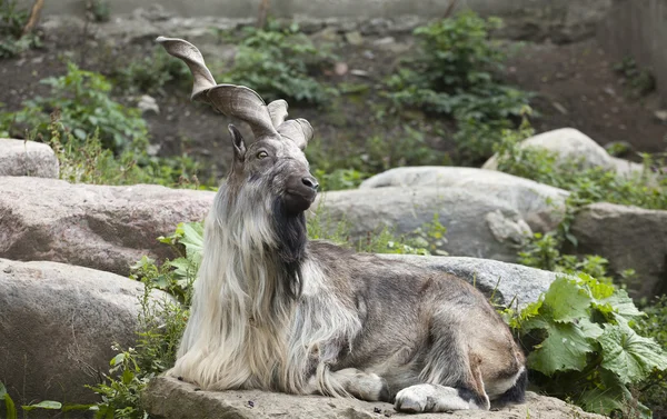 Чоловічий Туркменському markhor — стокове фото