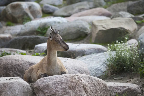 Γυναικείο Turkmenian markhor — Φωτογραφία Αρχείου