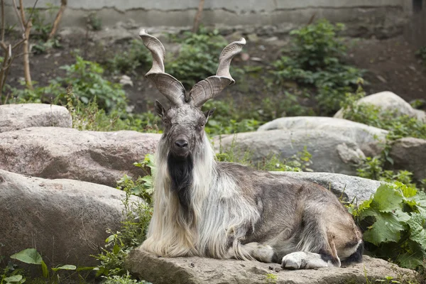 Mâle turkmène markhor Images De Stock Libres De Droits