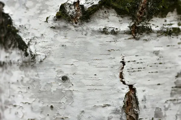 Huş kabuğu doku arka plan kağıdını yakın çekim — Stok fotoğraf