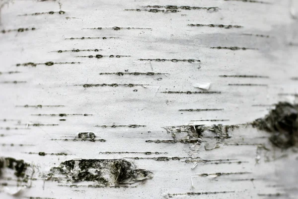 Vidoeiro casca textura fundo papel close up — Fotografia de Stock