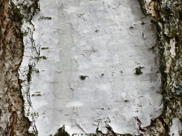Birch bark texture background paper close up — Stock Photo, Image