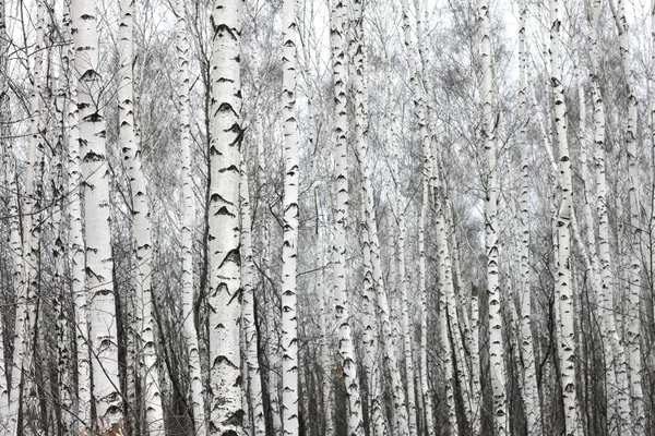 Bosque de abedul, foto en blanco y negro —  Fotos de Stock