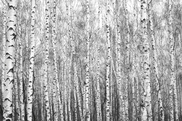 Foresta di betulle, foto in bianco e nero — Foto Stock