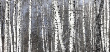 Baharın başında huş ağaçları