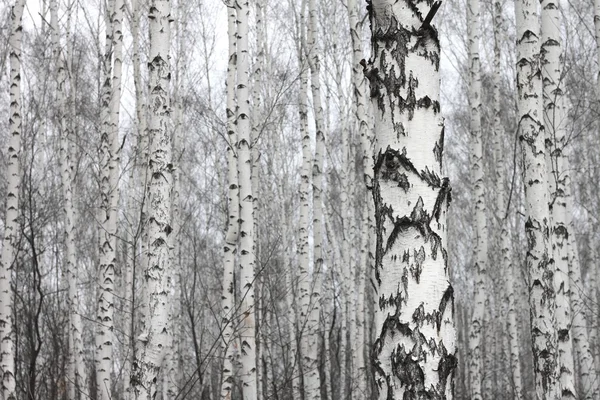 早春的许多美丽桦树白桦林 — 图库照片