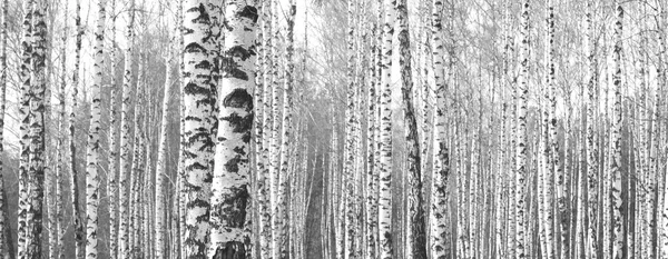 Stammen van berken bomen, zwart-witprinter natuurlijke achtergrond — Stockfoto