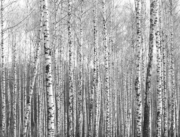 Troncos de bétulas, fundo natural preto e branco — Fotografia de Stock