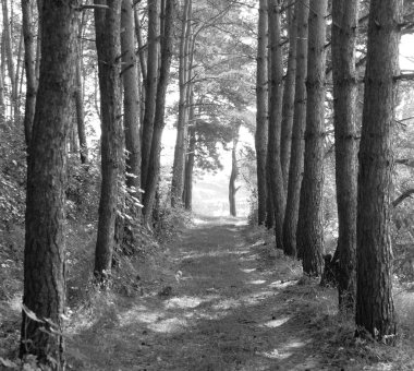 yaz manzara, çam ormanı, siyah beyaz manzara