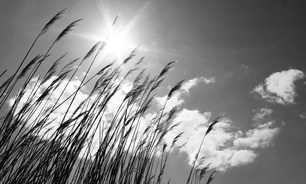 Dry reeds against the sky with clouds and sun, black and white landscape — Stock Photo, Image