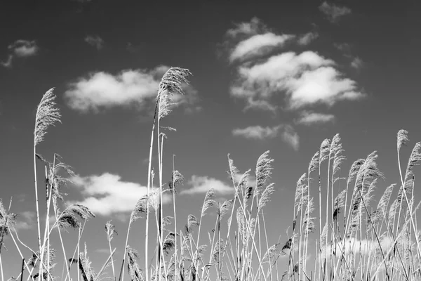 Dry reeds against the sky with clouds and sun, black and white landscape — Stock Photo, Image