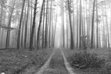 siyah beyaz manzara; sabah güzel çam ormanı