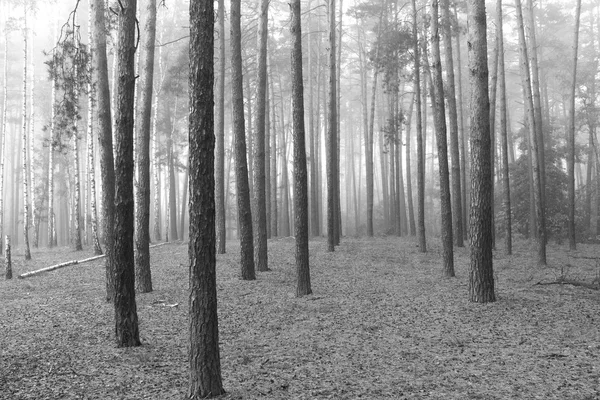 siyah beyaz manzara; sabah güzel çam ormanı
