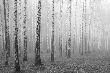 huş ağacı orman, siyah beyaz manzara