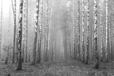huş ağacı orman, siyah beyaz manzara