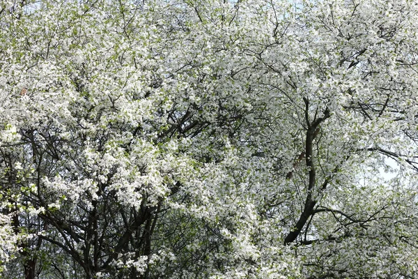 Frühjahrsblüte Hintergrund. schöne weiße Frühlingsblumen am Baum. — Stockfoto