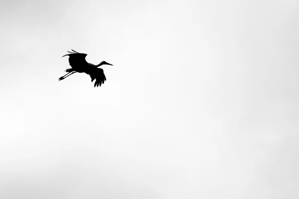 Black and white photo with flying stork — Stock Photo, Image