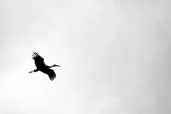 Черно-белое фото с летающим аистом — стоковое фото