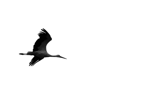 Black and white photo with flying stork — Stock Photo, Image