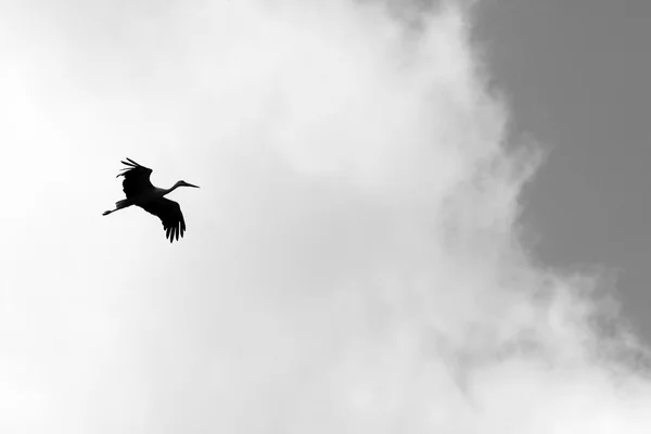 Black and white photo with flying stork — Stock Photo, Image